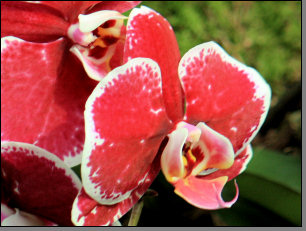Orchidee